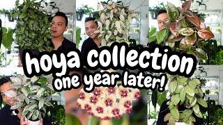  hoya collection 2024 | one year later (part 2) | looking at my giant hoyas