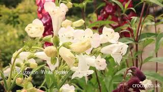 How to grow Penstemons | Crocus.co.uk