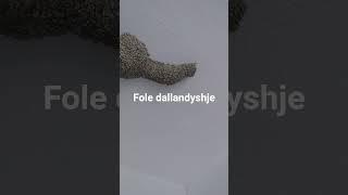 dallandyshet jane brenda