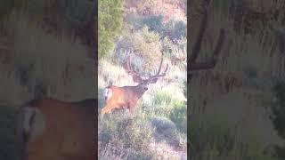 Two GIANT BUCKS! How wide is the giant 3 point? #bigthree #hunting #muledeer #wildlife