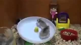 Two Hamsters and one Wheel   Два хомяка и одно колесо