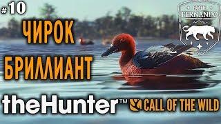 theHunter Call of the Wild #10  - Чирок Бриллиант - Утиные Места