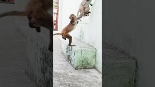 #monkey #trending #viral #funny #youtube #ytshorts