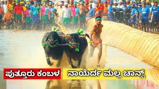 ಪುತ್ತೂರು ಕಂಬಳದ ನಾಯೆರ್ದ ಮಲ್ಲ ಚಾನ್ಸ್ //Puttur kambalada nayerda malla chance //