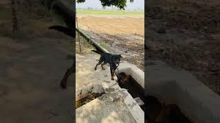Roar waler pet liyal dog pair male/female #music #fighting #dog
