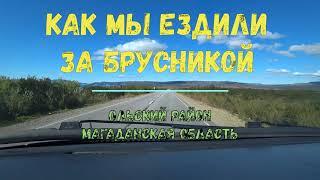 КАК МЫ ЕЗДИЛИ ЗА БРУСНИКОЙ НА СОПКУ ПОД СТЕКОЛЬНЫЙ. МАГАДАНСКАЯ ОБЛАСТЬ.