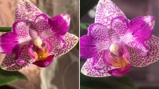 Phal. Hyalien Pink Galaxy  “272” pelorik