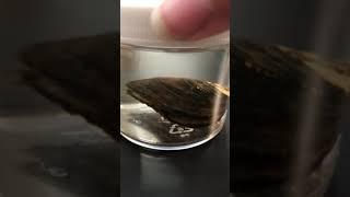 Animal Jar Lab: Mollusks