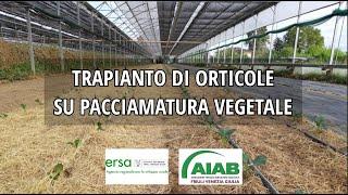 Trapianto di orticole su pacciamatura vegetale