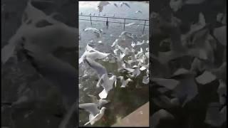 In Panchhiyon @YouTube @Gaane-Shaane @kumarsanu1821 #viral
