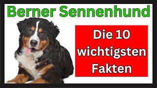 Die Top 10 Fakten über die Berner Sennenhund Rasse