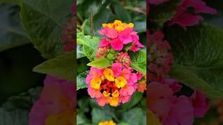 Lantana flowers #amazing #flowers #shorts #nature #flower