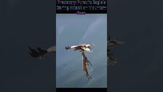 Predatory Pursuit Eagle's Daring Attack on Mountain Goat