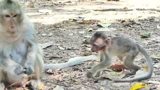 Monkey life in Angkor park.