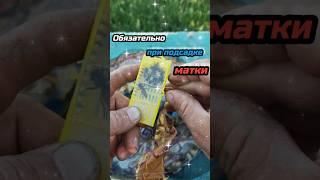 Как повысить приём маток . #пчеловодство #матка #матководство #bee #beekeeping
