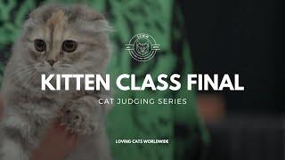 Cat Judging: Kitten Class Final from Pleasanton 2023