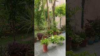 #youtube #shortsvideo          beautiful nature