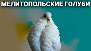 Мелитопольские голуби 2018