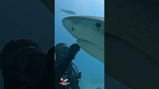 Tiger Shark smile and touch #shark #sharks #ocean #explore #adventure #sealife #sharkdiving
