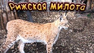 РИЖСКИЙ ЗООПАРК | Крутая экспозиция с жирафами