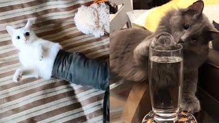 Funny Cat Fails Videos 2020  Cats Doing Stupid Things 