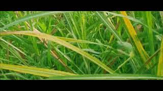#Sugarcane Farming(Recoverig Plant) ASMR
