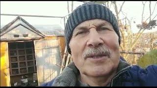 Николаевские голуби Сергея Родионова. (Уголок отдыха души.) Волгоград. Часть 135