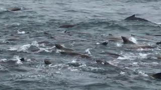 Whale Watching | Moss Landing California | USA #whales #whalewhatching