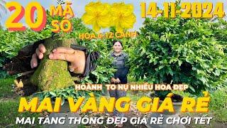 CHỊ KIM HUỆ Giao Lưu Mai Vàng Giá Rẻ, Mai Tàng Đẹp Giảo Rin Thuần Chậu Chơi Tết • THÀNH TRỌNG LÊ