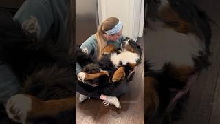 Big, Fluffy Rescue Dog Loves to Be Held Like a Baby 🩷 #bernesemountaindog #rescuedog