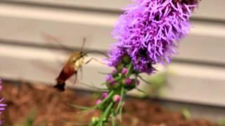 Strange Flying Shrimp Insect