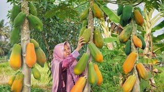 Memetik Pepaya Matang di Kebun | Masak Tumis Kacang Panjang, Telur Kriwil, dan Es Pepaya