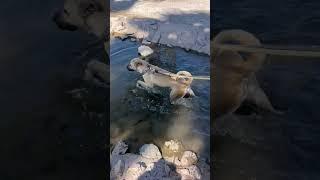 Video of adoptable pet named Tatiana (Courtesy post)
