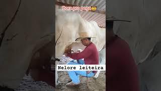 ordenhando vaca nelore#lidadegado #nelore #nelores #agro #vaca