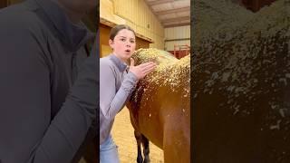 The Harsh Truth About Owning a Horse..  #shorts #animals