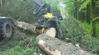 Ponsse Ergo C5 H7 - felling big tree!