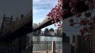 Exploring New York City | Ultimate Walking Tour of NYC's Most Iconic Spots #newyorkcity #travel