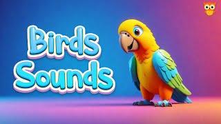 Learn Birds Names with Pictures | Bird Sounds for Children | Cute Owl Edu | @yashpatwardhan