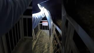 Catching a doomsday fish #ribbonfish #offshore #inshore #floridafishing