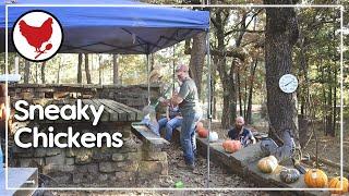 Prepping for a Feast & Sneaky Chickens | Vlog