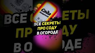 Обычная сода — спасение для огорода! Применение и секреты!