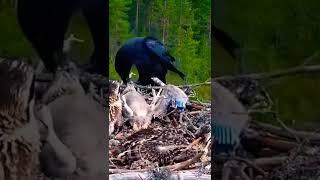 Crow kille babies eagles when mum a way. #short