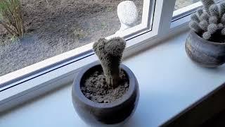 cactus look like a penis