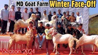 MD Goat Farm Winter Face-Off Challenge 2024 | Team Hamza vs Team Mammoo