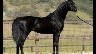 Mystic Jamaal - Homozygous Black Arabian Stallion