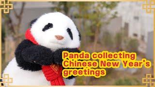 Panda Collecting Chinese New Year's Greetings  | iPanda