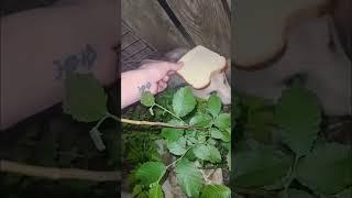 Don't mingle with the wildlife - #funny #videos #memes #webms #shorts