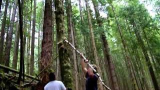 Picking Oyster Mushrooms Pleurotus ostreatus.MOV