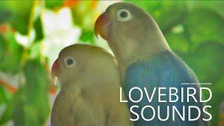 Lovebird Chirping Sound: Two Lovebirds - Blue and White Moccha