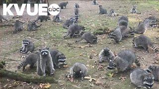 Washington woman calls sheriff after nearly 100 raccoons appear in her yard